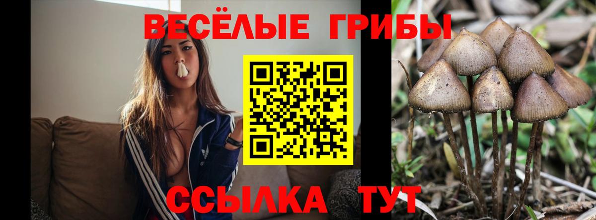 Урус-Мартан  даркнет сайт  Вход с VPN  Псилоцибиновые грибы Magic Shrooms 